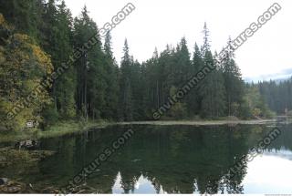 Photo Reference of Background Forest 0015
